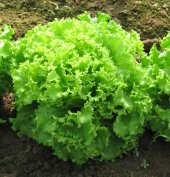 Geleneksel Kıvırcık Marul Fidesi (5 Adet) thumbnail 4