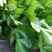 Geniş Yaprak Maydonoz Fidesi (5 adet) thumbnail 3