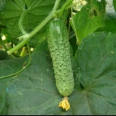 Çıtır Turşuluk Sofralık Kornişon Fidesi (5 adet) thumbnail 7