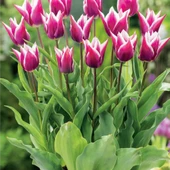 Özel Claudia Lila Beyaz Lale Soğanı (5 adet) thumbnail 11