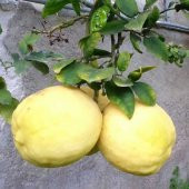 Tüplü Aşılı İri Meyveli Verimli Extra Jumbo Limon Fidanı - 2