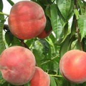 Tüplü Akıllı Ağaç Bol Verimli Tam Bodur Cresthaven Şeftali Fidanı thumbnail 1