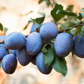 Tüplü Aromatik Bol Verimli Tam Bodur Mürdüm Siyah Erik Fidanı - 2