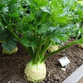 Kereviz (Apium graveolens)  Fidesi (5 adet) - 3