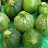 Dolmalık Topak Kabak Fidesi (5 adet) - 1
