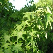 Tüplü Sığla Ağacı (Liquidambar Oriantalis) Fidanı - 5