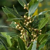 Tüplü Aromatik Defne (Laurus Nobilis) Fidanı (10 Adet) - 2