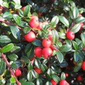 Tüplü Cotoneaster (Taş Elması) Fidanı - 1
