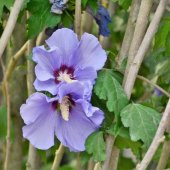 Tüplü Çit Hatmi (Hibiscus Syriacus) Fidanı - 2