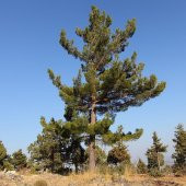 Tüplü Kara Çam (Pinus Nigra) Fidanı - 1