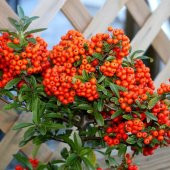 Tüplü Bodur Ateş Dikeni Fidanı Bonsaiye Uygun thumbnail 5