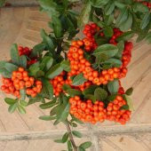 Tüplü Ateş Dikeni (Pyracantha) Fidanı - 5