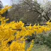 Tüplü Altın Çanı Fidanı thumbnail 3