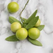 Tüplü Aşılı Aromatik Melez Limequat Fidanı - 5