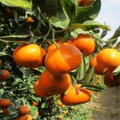 Tüplü Aşılı Aromatik Bol Verimli Yarı Bodur Nova Mandalina Fidanı - 3