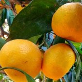 Tüplü Aşılı Bol Verimli Primasol Mandalina Fidanı - 5