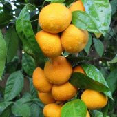 Tüplü Aşılı Erkenci Verimli Early N Mandalina Fidanı - 3
