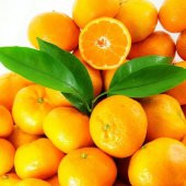 Tüplü Aşılı Aromalı Bol Verimli Miho Wase Mandalina Fidanı - 1