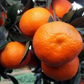 Tüplü Aşılı Verimli Kokulu Fremont Mandalina Fidanı thumbnail 4