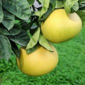 Tüplü Aşılı Özel Ürün Şadok Pomelo (Ağaç Kavunu) Fidanı - 3