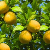 Tüplü Aşılı Bol Verimli Enter Limon Fidanı - 6