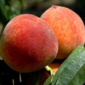 Tüplü Akıllı Ağaç Bol Verimli Tam Bodur Glohaven Şeftali Fidanı thumbnail 3