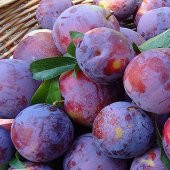 Tüplü Bol Verimli Tam Bodur Angeleno (Anjelika) Siyah Erik Fidanı thumbnail 3