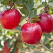 Tüplü Yazlık Leziz Bol Verimli Tam Bodur Mondial Gala Elma Fidanı thumbnail 4