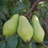 Tüplü Bol Sulu Verimli Erkenci Tam Bodur Akça Armut Fidanı thumbnail 1