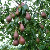 Tüplü Bol Verimli Aromatik Kokulu Tam Bodur Carmen Armut Fidanı - 2