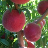 Tüplü Aromatik Bol Verimli Yarı Bodur Carselet Şeftali Fidanı - 5