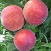 Tüplü Leziz Bol Verimli Yarı Bodur Vista Rich Şeftali Fidanı thumbnail 4