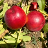 Tüplü Erkenci İri Meyveli Yarı Bodur Zincal 7 (Zinkal) Nektarin Fidanı thumbnail 4