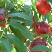 Tüplü Geçci Bol Verimli Yarı Bodur Morsianna Nektarin Fidanı thumbnail 5