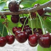 Tüplü Aromatik Kendine Verimli Yarı Bodur Noble Kiraz Fidanı - 4