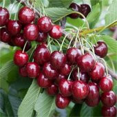Tüplü Aromalı Yüksek Verimli Yarı Bodur Regina (Rejina) Kiraz Fidanı - 3