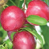 Tüplü Leziz Aromatik Verimli Yarı Bodur Fortune Japon Erik Fidanı - 3