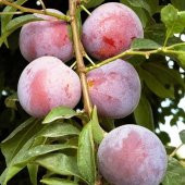 Tüplü Leziz Bol Verimli Yarı Bodur Quen Rosa Japon Erik Fidanı - 6