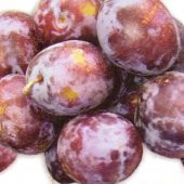 Tüplü Bol Verimli Yarı Bodur Prizantin Japon Erik Fidanı - 1