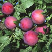 Tüplü Erkenci Verimli Yarı Bodur Red Beauty Japon Erik Fidanı thumbnail 3