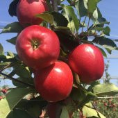 Tüplü Aşılı Özel Ürün Bol Verimli Yarı Bodur Red Jonaprince Elma Fidanı - 1