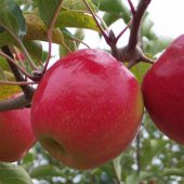 Tüplü Aşılı Geçci Hoş Kokulu Verimli Yarı Bodur Pink Lady Elma Fidanı - 1