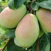 Tüplü Aşılı Leziz Yüksek Verimli Yarıbodur Santa Maria Armut Fidanı thumbnail 5