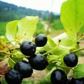 Tüplü Bilberry (Doğal Likapa)Fidanı - 4