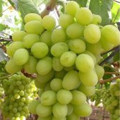 Tüplü Superior Seedless Çekirdeksiz Üzüm(Asma-Bağ) Fidanı thumbnail 3