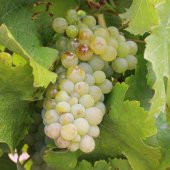 Tüplü Sauvignon Blanc Üzüm(Asma-Bağ) Fidanı - 2