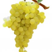 Tüplü İtalia Üzüm(Asma-Bağ) Fidanı thumbnail 5
