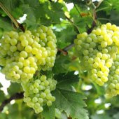 Tüplü İri Salkımlı İzmir Çekirdeksizi Üzüm(Asma-Bağ) Fidanı thumbnail 2