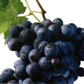 Tüplü Alphonso (Alfons) Lavellee Üzüm(Asma-Bağ) Fidanı thumbnail 4