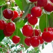 Tüplü Aşılı Özel Üretim Vişne Kiraz Aromalı Vişnap Fidanı - 5